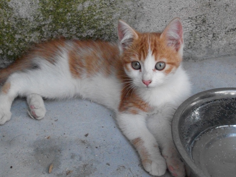 ERNEST (chaton mâle roux et blanc) Vacanc29