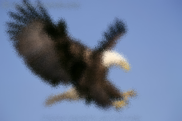 Guess the Creature (2) Eagle10