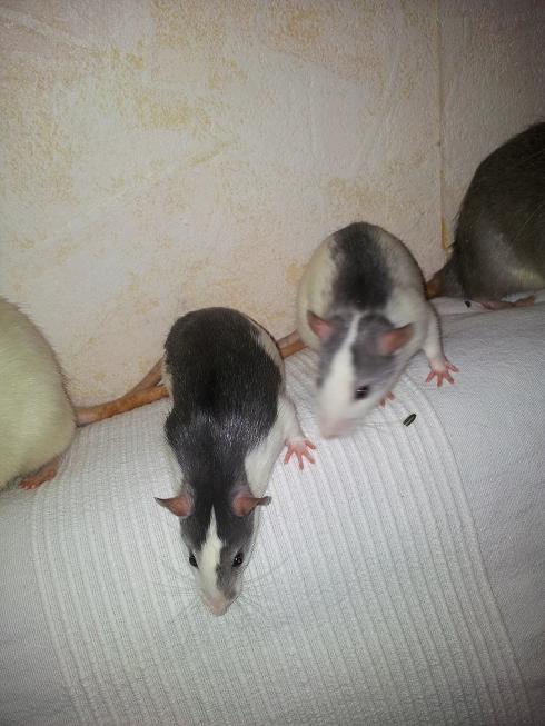 Urgent : 2 rats mâle à replacer avant la fin du mois [Paris] 2012-119