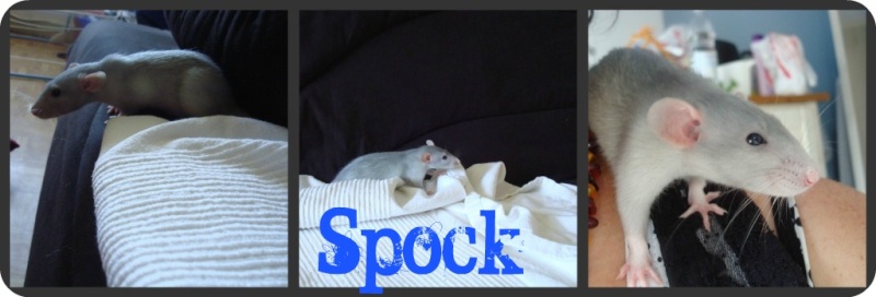 Spock Picnik19
