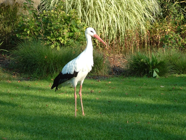 Visites à Pairi Daiza (Belgique)... Saison 2011 Dscf0025