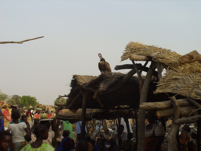 Voyage au ...... Burkina Faso, Ouagadougou, Afrique. Ss853612