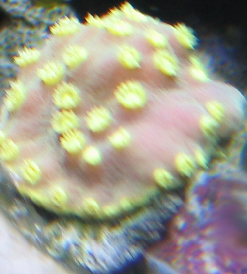 Vends totalité de mes coraux Turbin10