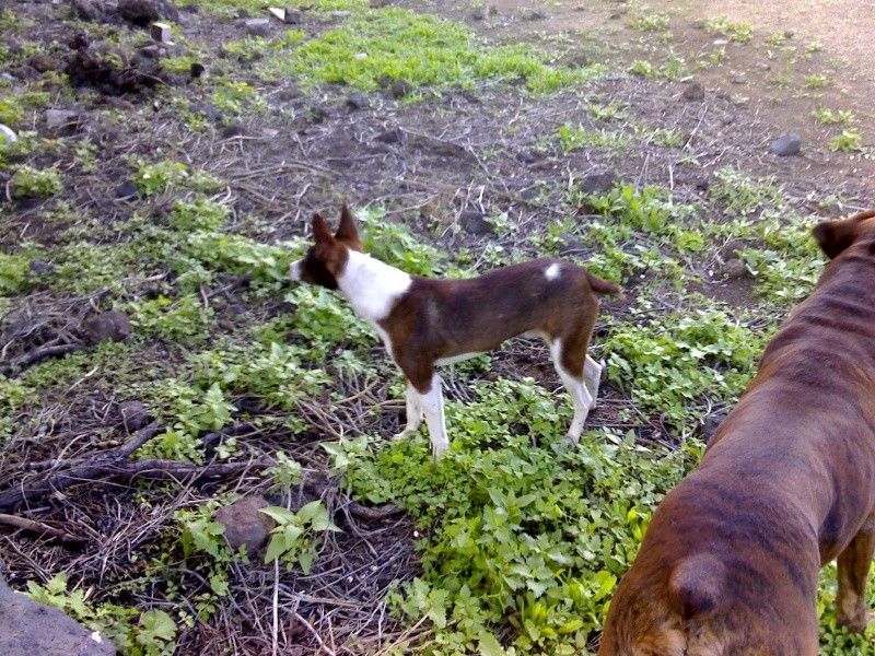 MARTÍN, perro asustado en la calle - Acogido y ADOPTADO!!! - Página 2 02-01-12