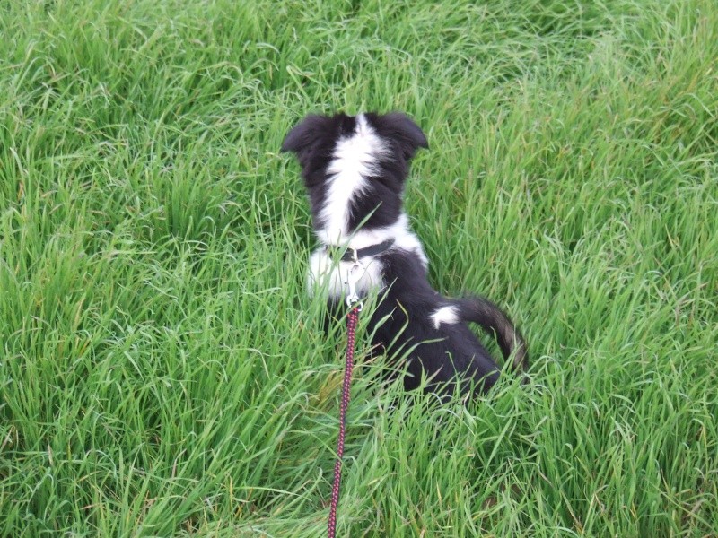 GUINNESS - FUTURE STAR DE COURSE A PIED ! LOL - Page 6 Dscf9837