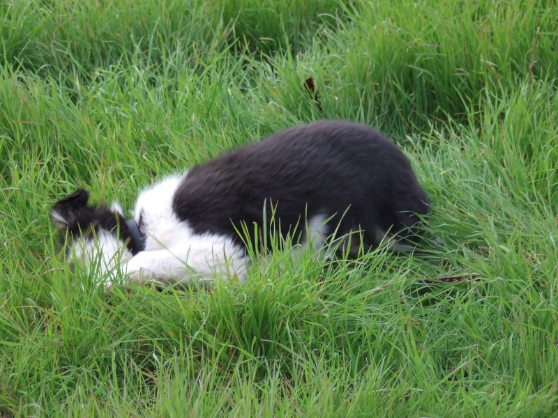 GUINNESS - FUTURE STAR DE COURSE A PIED ! LOL - Page 6 Dscf9842