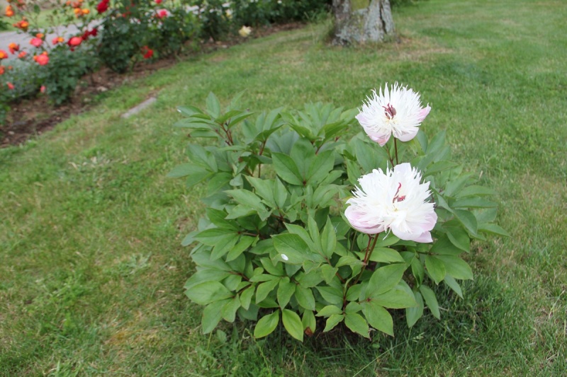 Les fleurs de notre jardin 00710