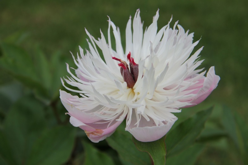 Les fleurs de notre jardin 01210