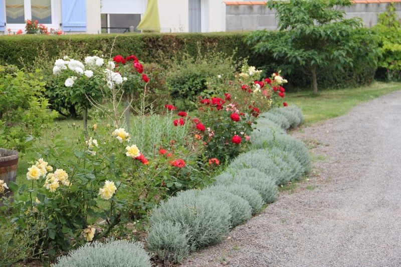 Les fleurs de notre jardin 01510