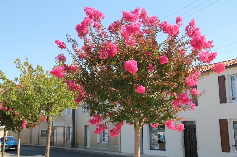 Lagerstroemia 021_8010