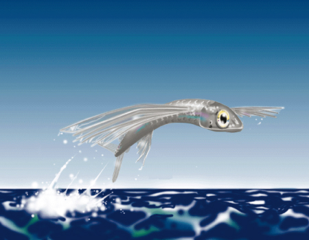 العثور على أقدم سمكة طائرة في العالم  1244b110