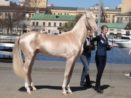 اجمل حصان في العالم - تركي 1c30f111