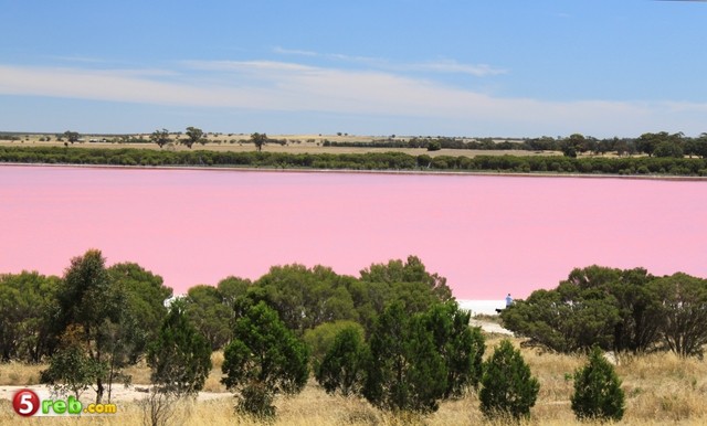 البحيرة الوردية - من عجائب الطبيعة Image212