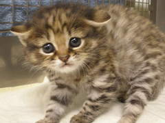 Test-tube kitten born in La.  (english) Dt_com10