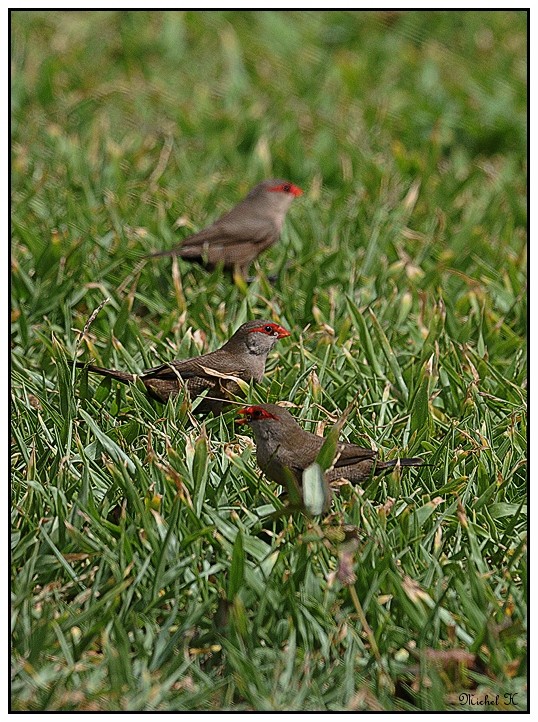 Oiseaux del'île de la Réunion... Becs_r10