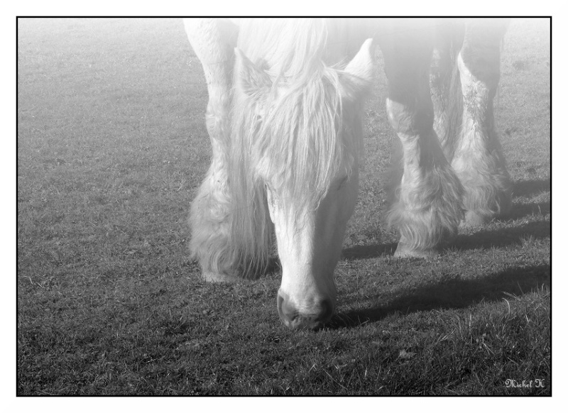 Brume matinale Cheval10