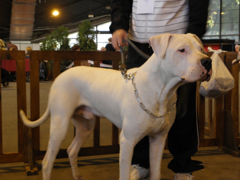 Pourquoi la PA stérilise les chiens systématiquement ? Fold_a10