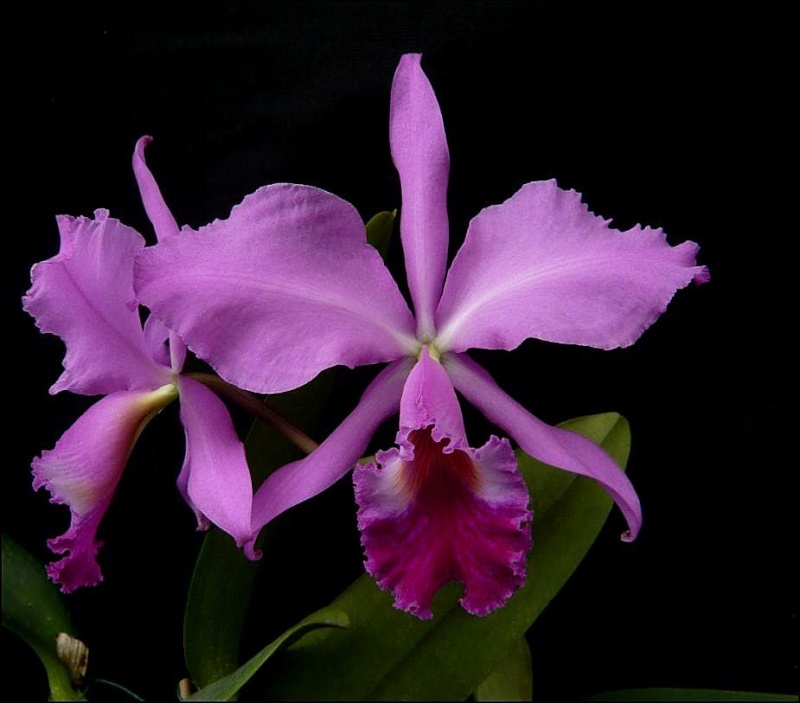 Cattleya labiata Cattl171