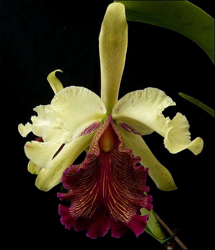 Cattleya dowiana var. aurea Cattl179