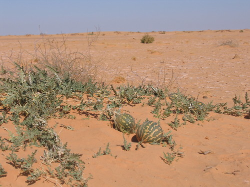 Oeufs, fruits, ... en plein désert ? Murzuq - Libye [C'est quoi ?] 16201710