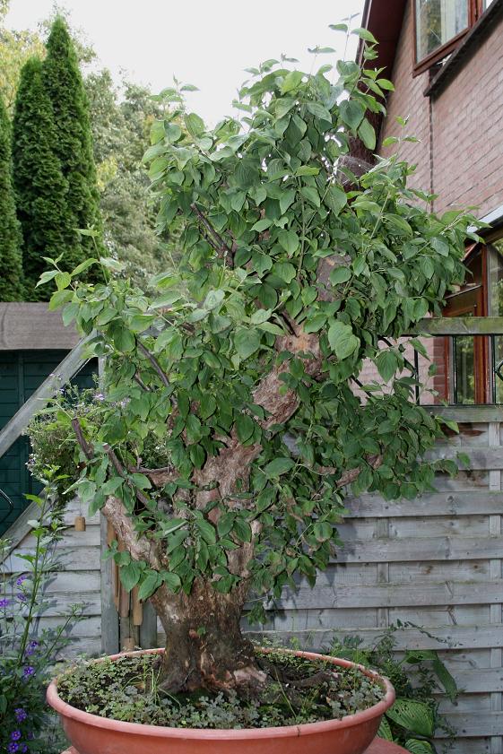 Cornus mas yamadori 00111