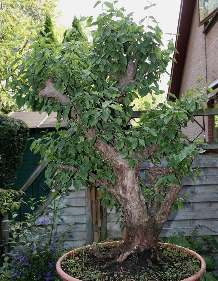 Cornus mas yamadori 002a10