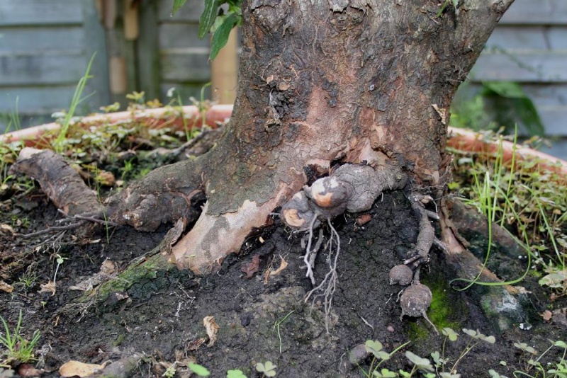 Cornus mas yamadori 00310