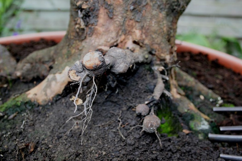 Cornus mas yamadori 00411