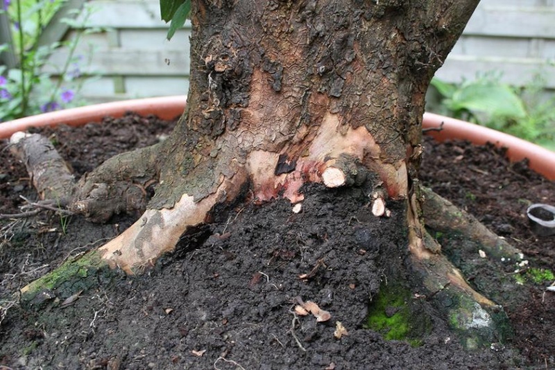 Cornus mas yamadori 00511