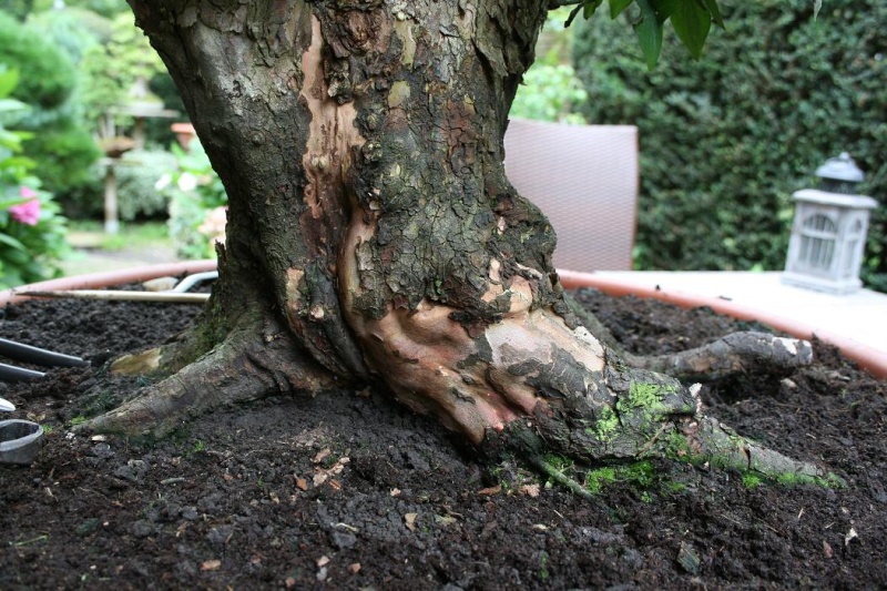 Cornus mas yamadori 00712