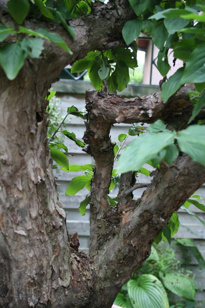 Cornus mas yamadori 00810