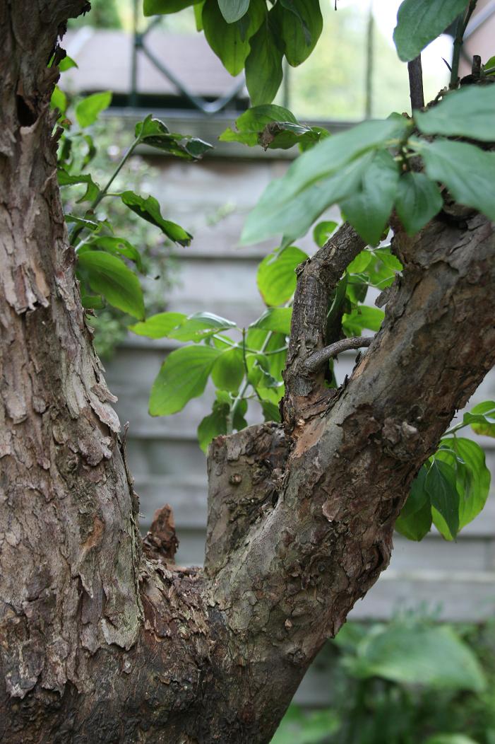 Cornus mas yamadori 00910