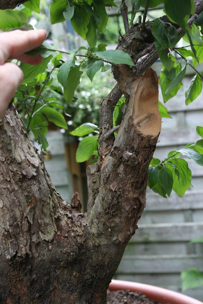 Cornus mas yamadori 01011