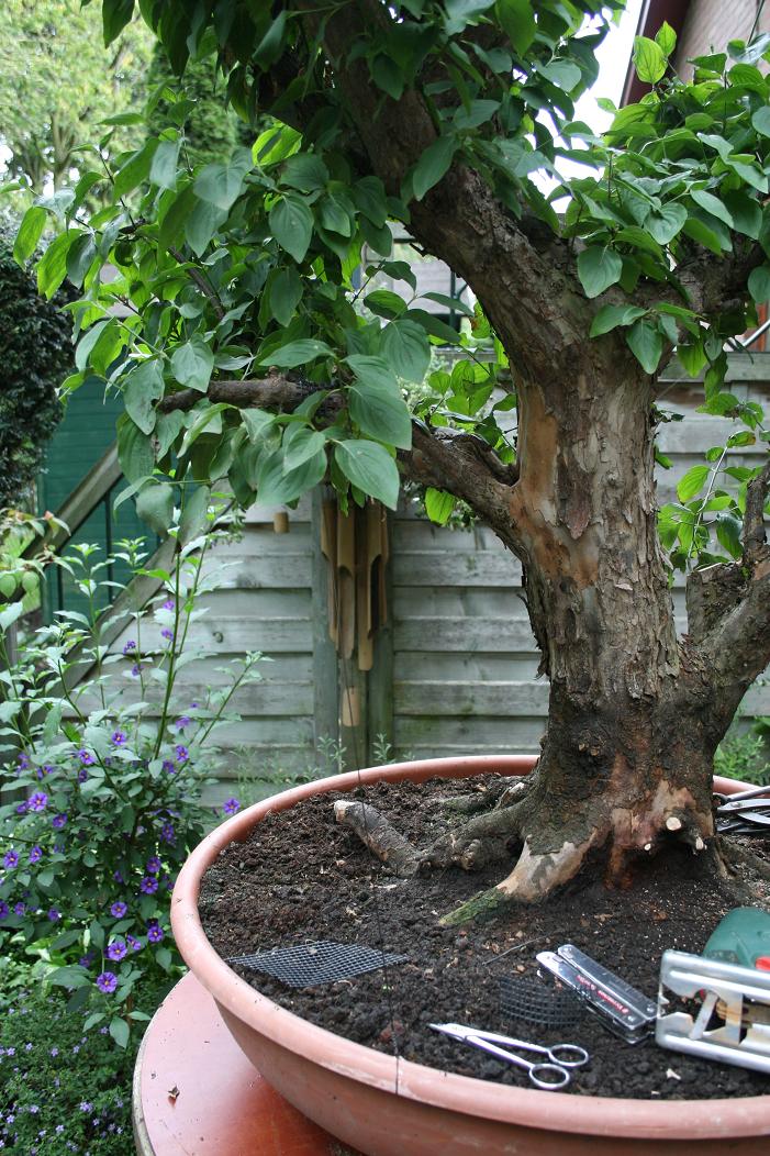 Cornus mas yamadori 01510