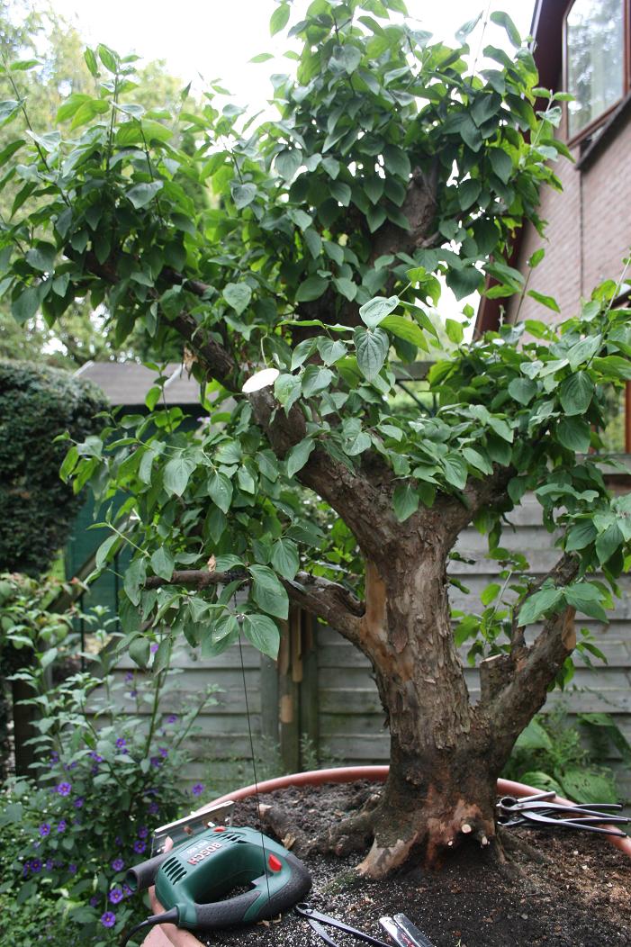 Cornus mas yamadori 01810