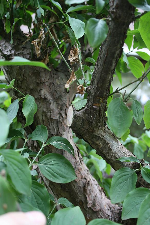 Cornus mas yamadori 01911