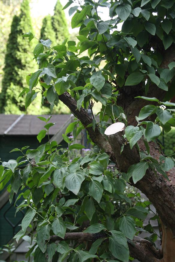 Cornus mas yamadori 02110