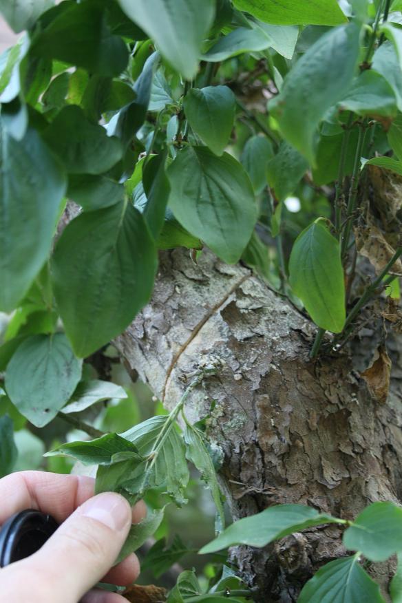 Cornus mas yamadori 02610