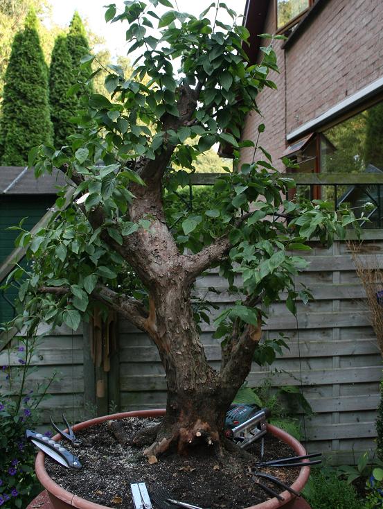 Cornus mas yamadori 02710