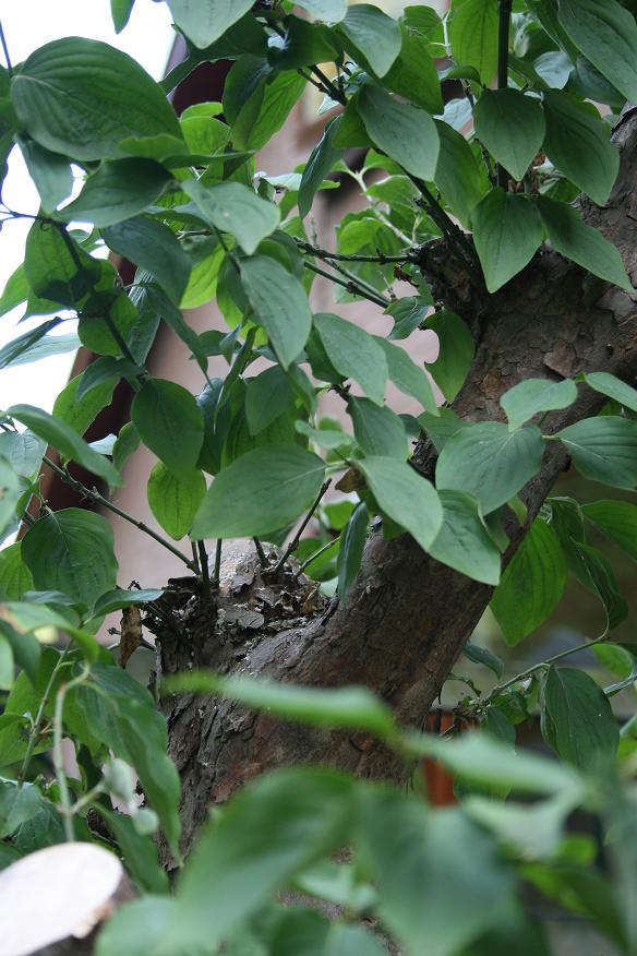 Cornus mas yamadori 02910