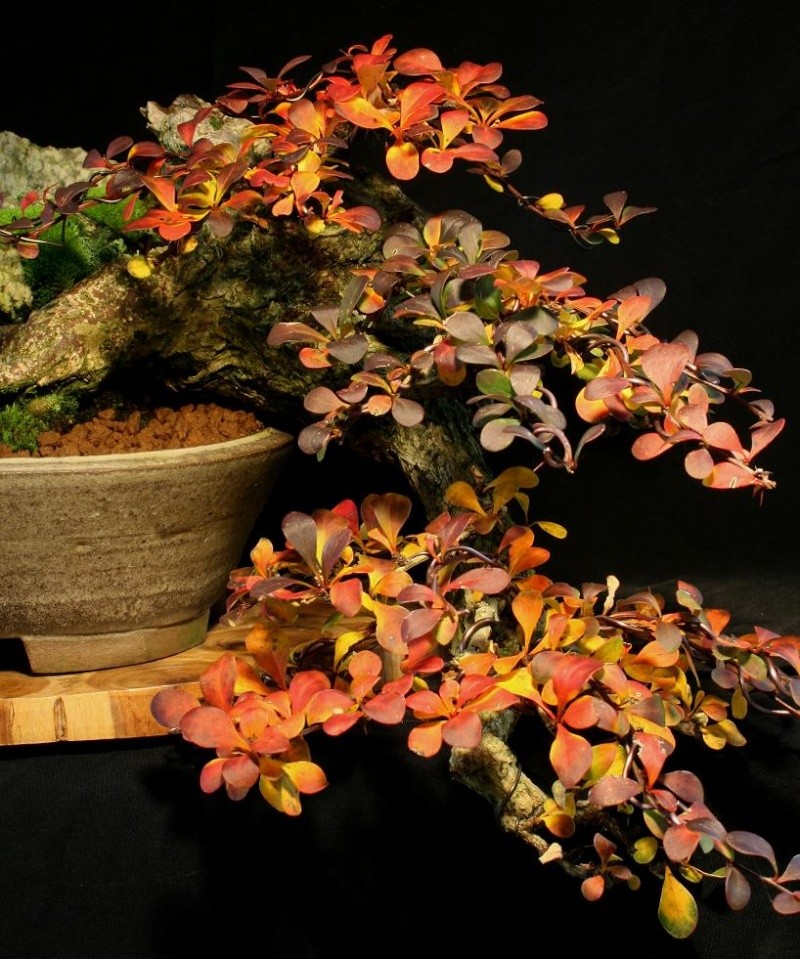 Berberis cascade styling Berber11