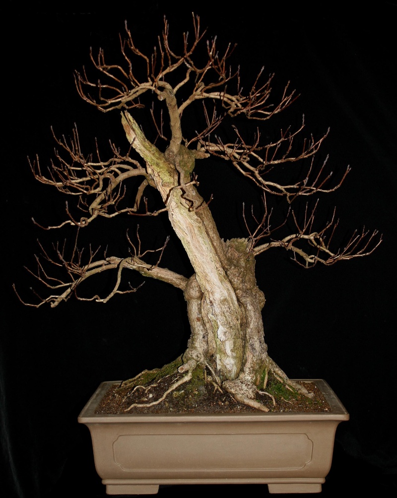 Purple Smokebush - Page 2 Bonsai11