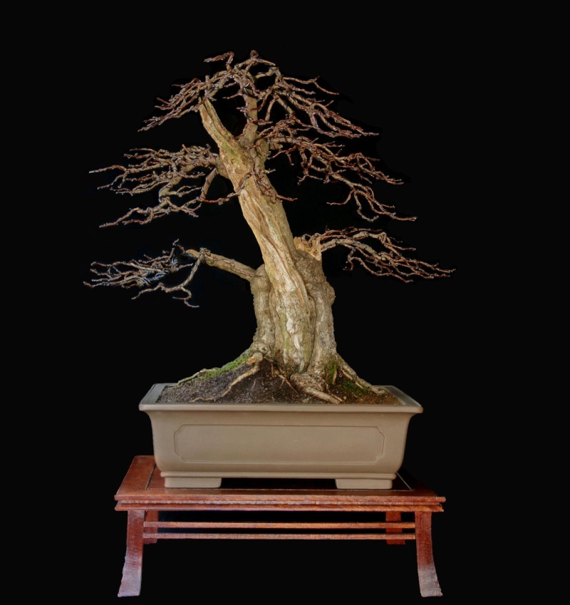 Purple Smokebush - Page 2 Bonsai12