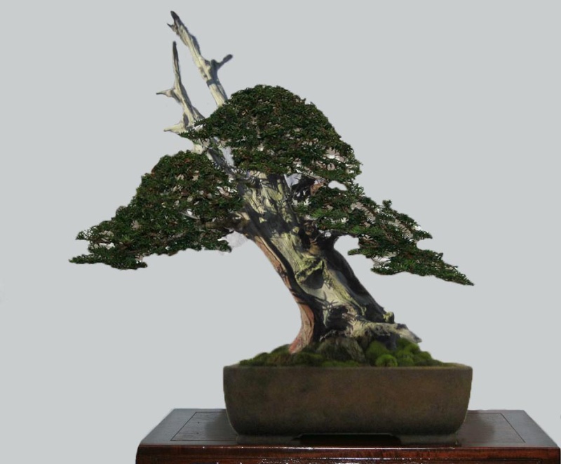 YEW Yamadori virtuals Mikey-10