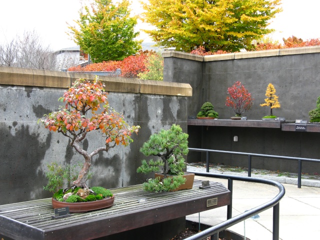 Autumn colors at the NC Arboretum Bonsai Garden, 2011 Nov_1112