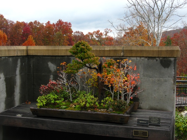 Autumn colors at the NC Arboretum Bonsai Garden, 2011 Nov_1113