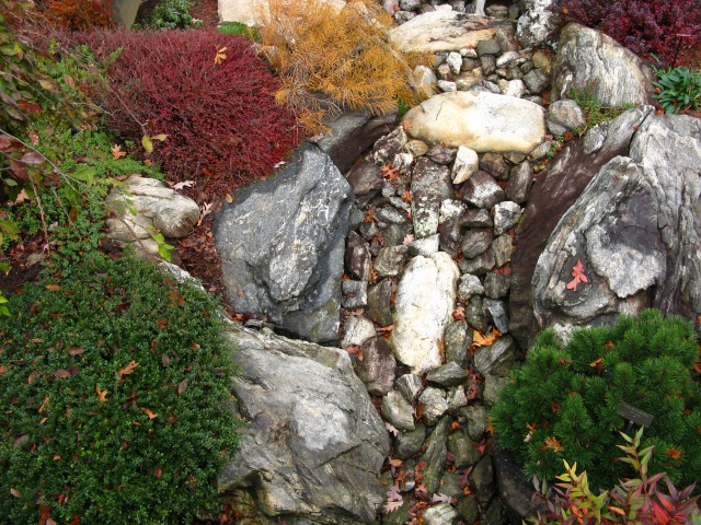 Autumn colors at the NC Arboretum Bonsai Garden, 2011 Nov_1114