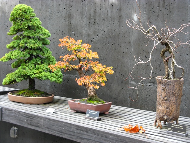 Autumn colors at the NC Arboretum Bonsai Garden, 2011 Nov_1116