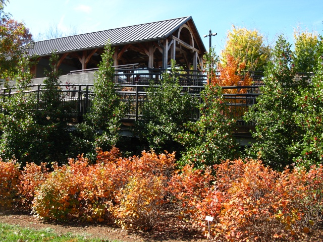 Autumn colors at the NC Arboretum Bonsai Garden, 2011 Oct_1111