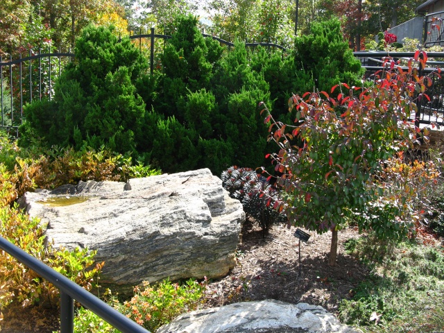 Autumn colors at the NC Arboretum Bonsai Garden, 2011 Oct_1221